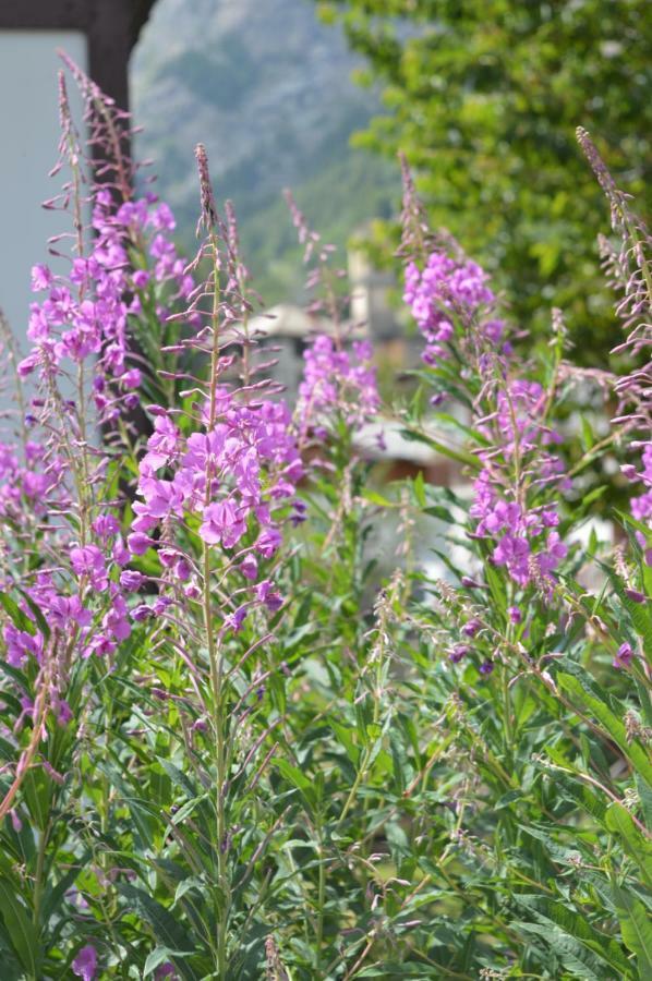 Appartamento Curnet Balme Esterno foto